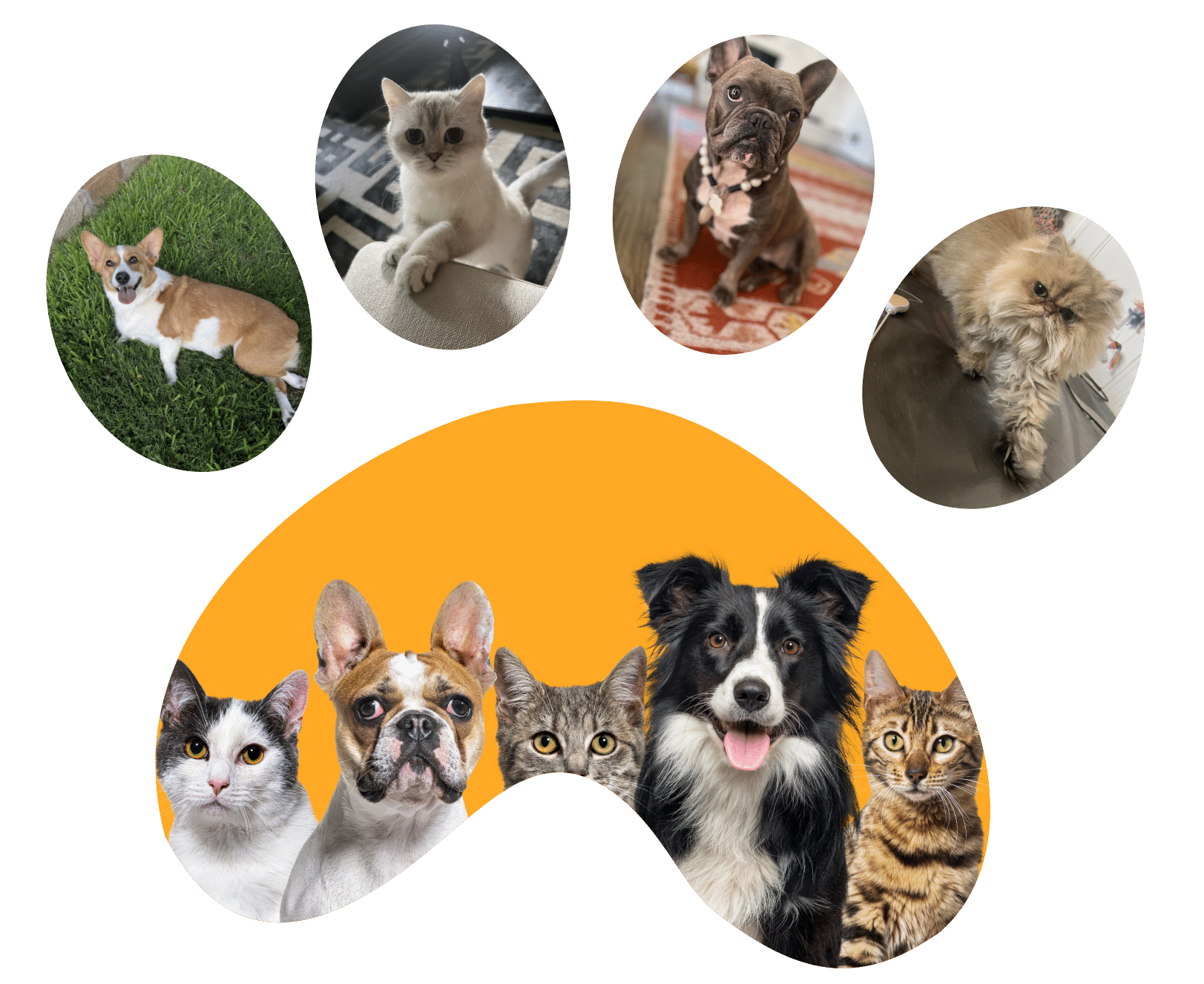 Photos of cats and dogs inside a paw print